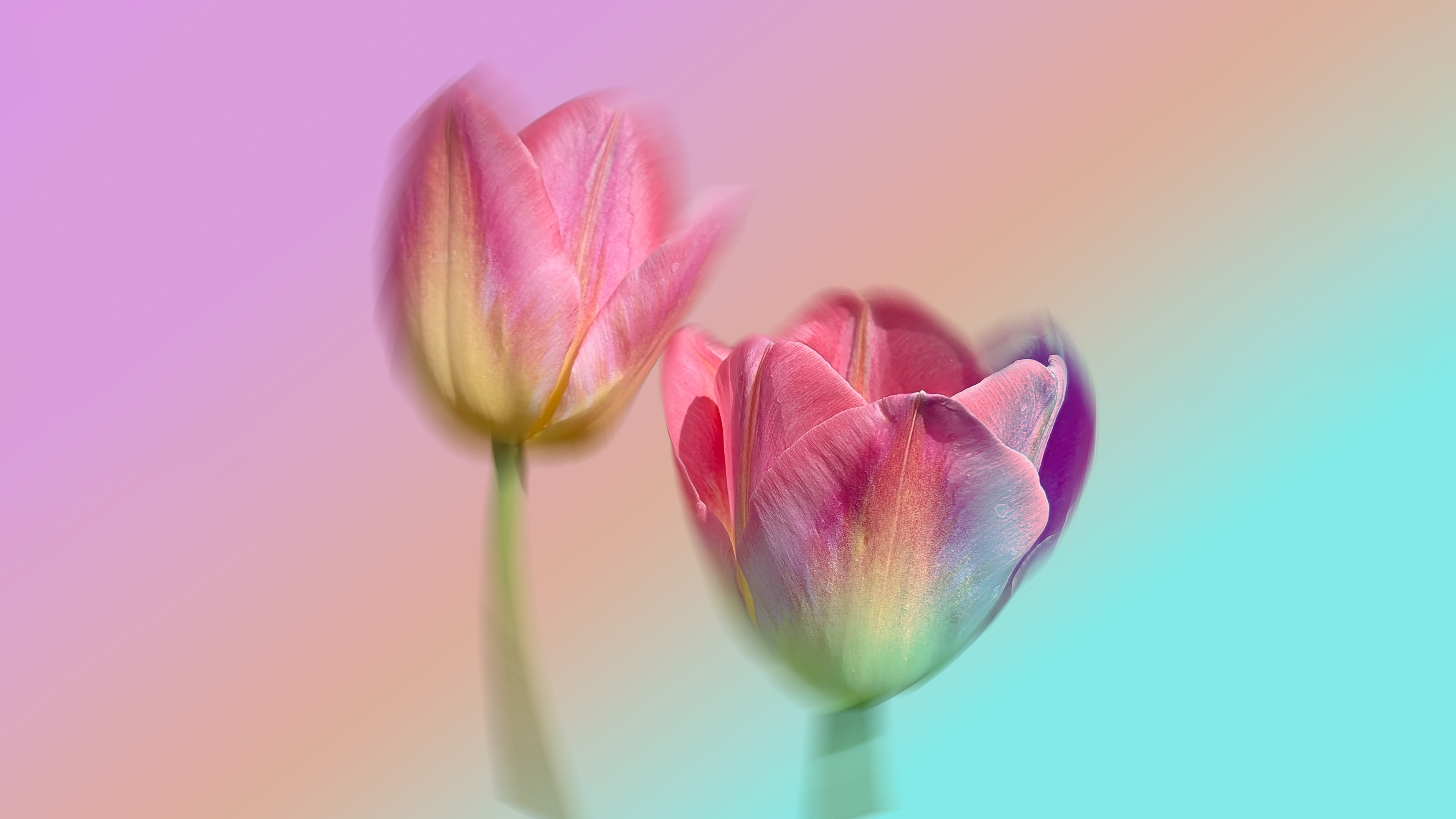 Pink Tulips Gradient background