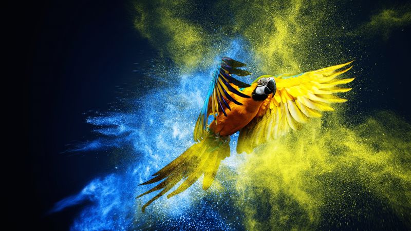 Blue-and-yellow macaw Macaw