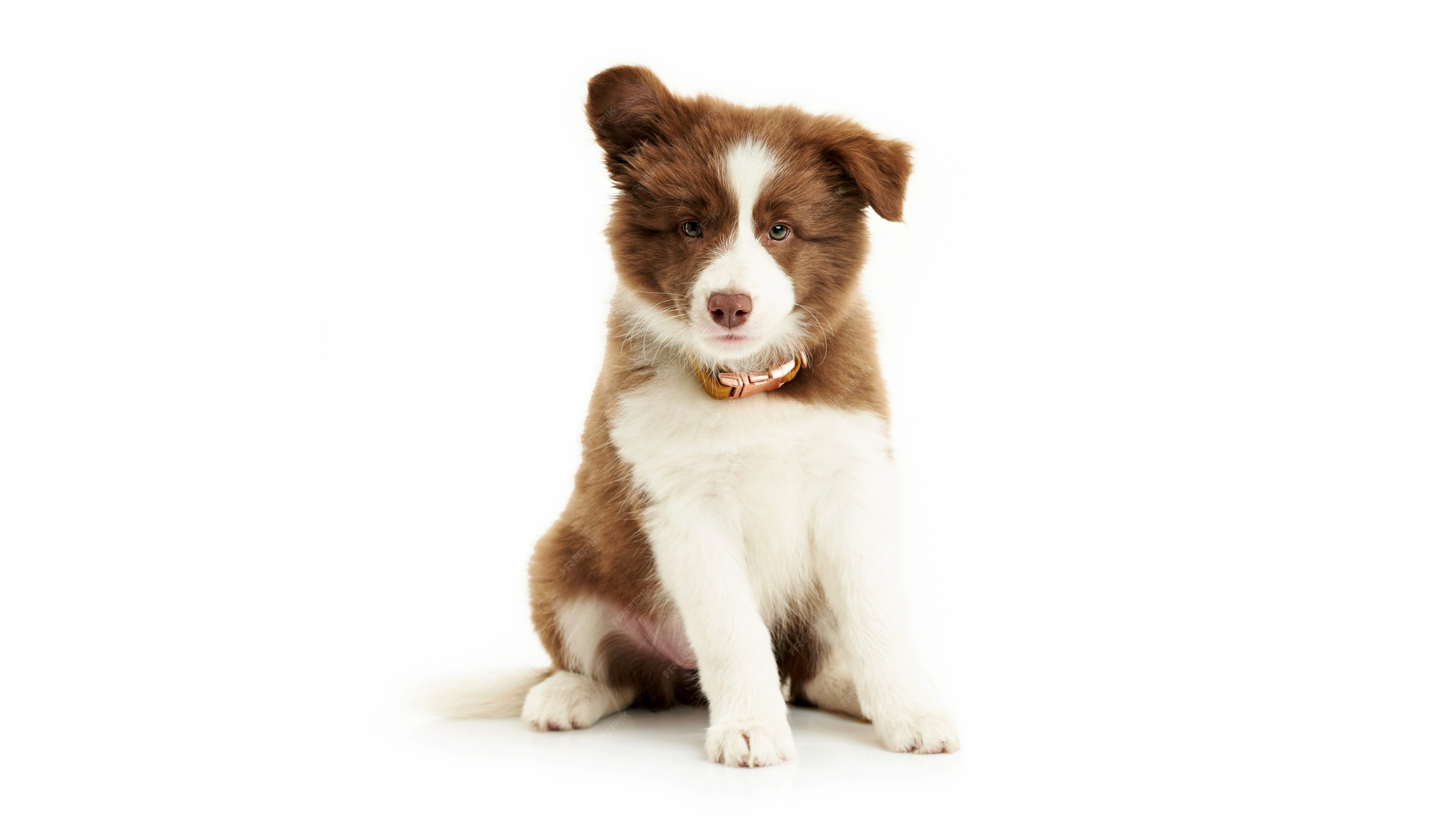 Border Collie Cute puppy