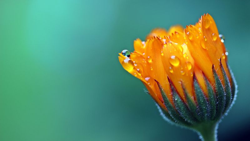 Marigold flower 5K