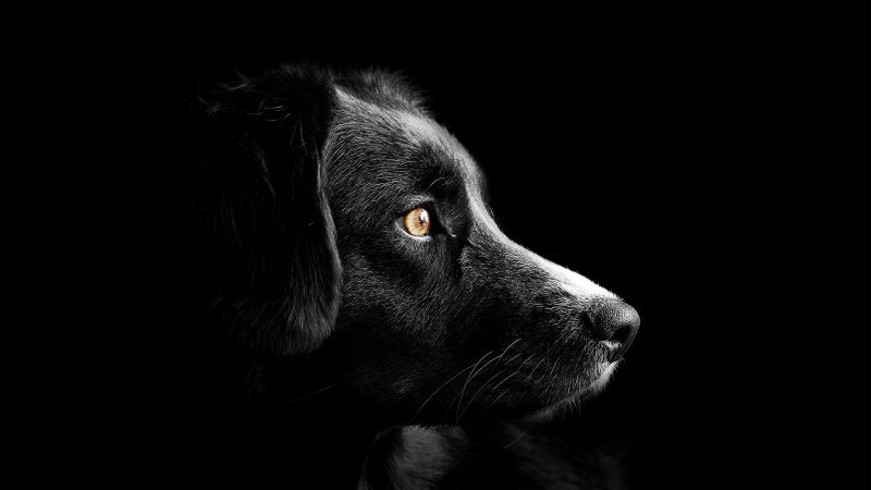 Black dog Cute puppies