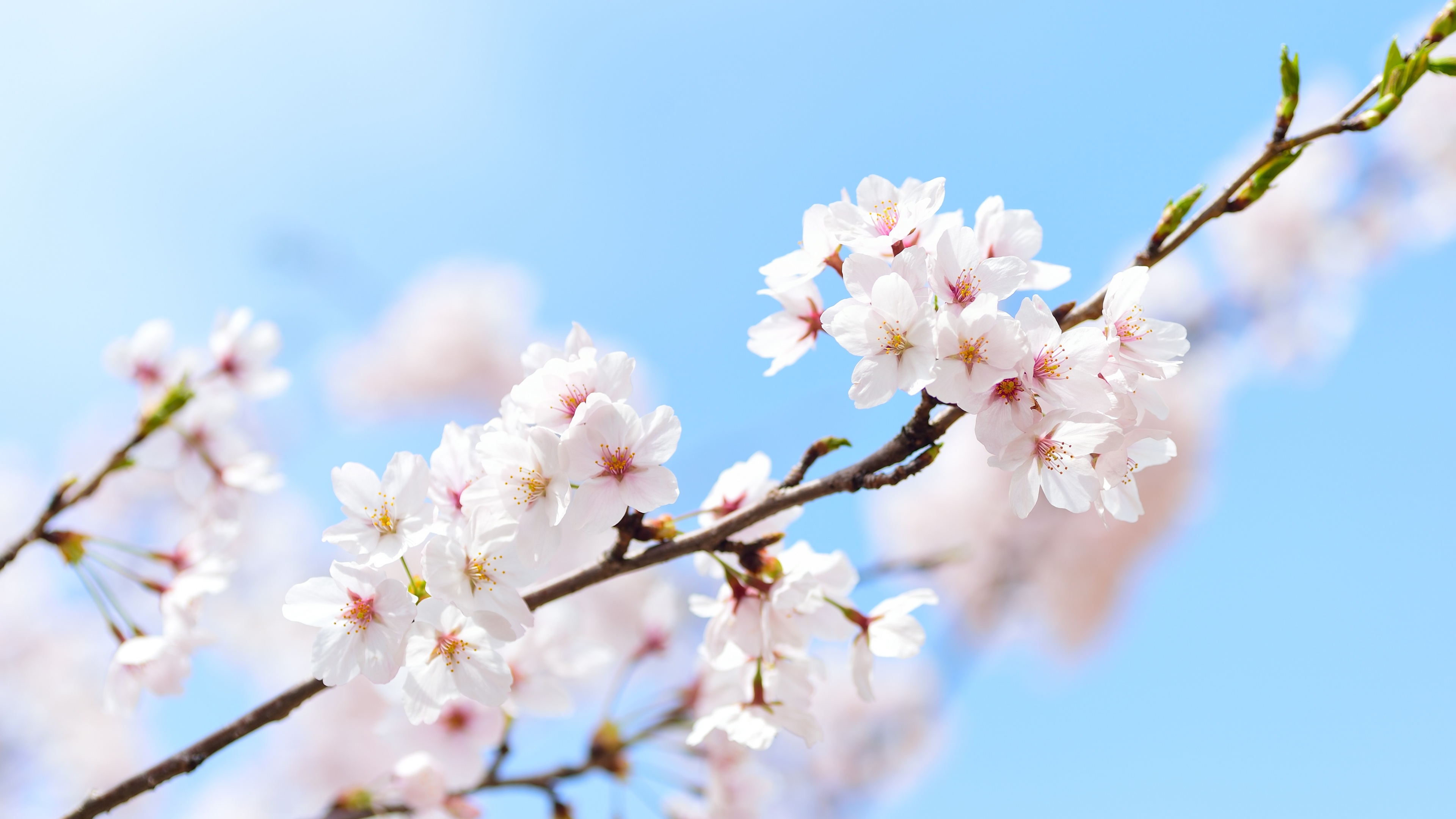 Cherry flowers 5K
