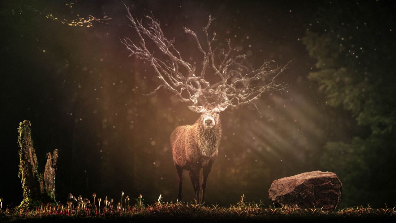 Hirsch Deer