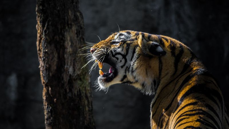 Roaring Tiger