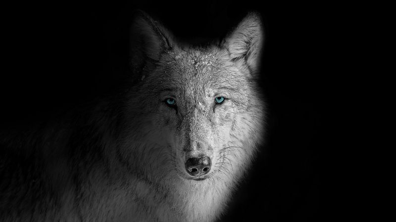 Wolf Beast