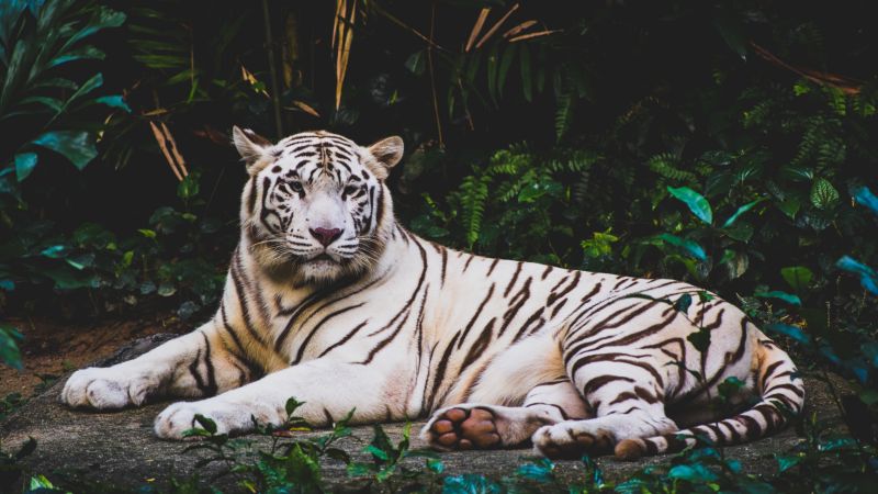 White tiger Forest