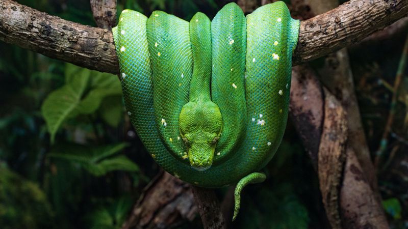 Green Python Green snake
