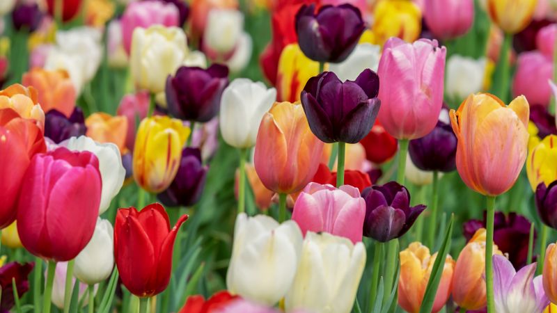 Colorful tulips in Bloom