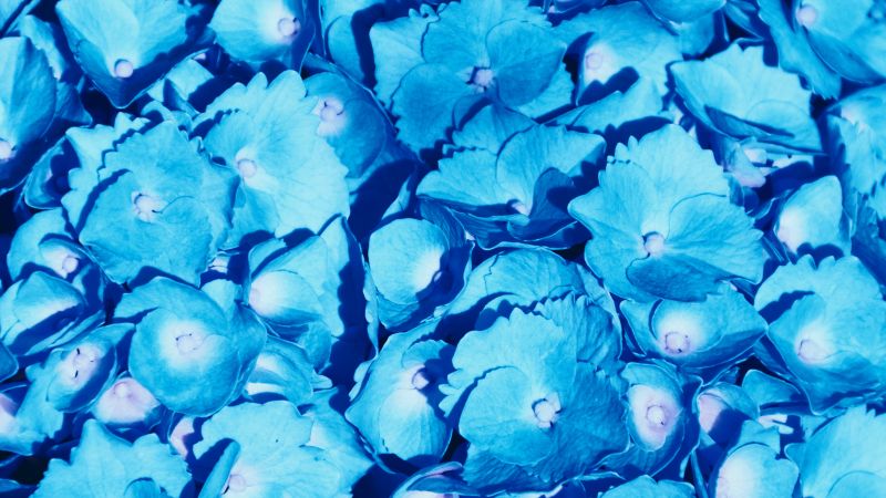 Hydrangea Flowers 5K
