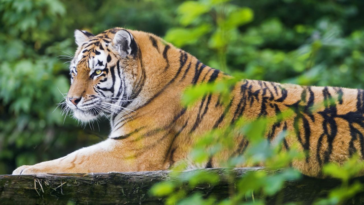 Siberian tiger Amur tiger