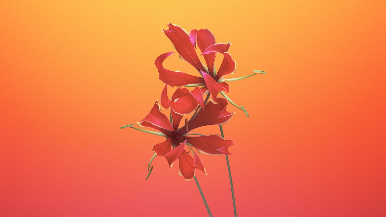 Flame lily Floral