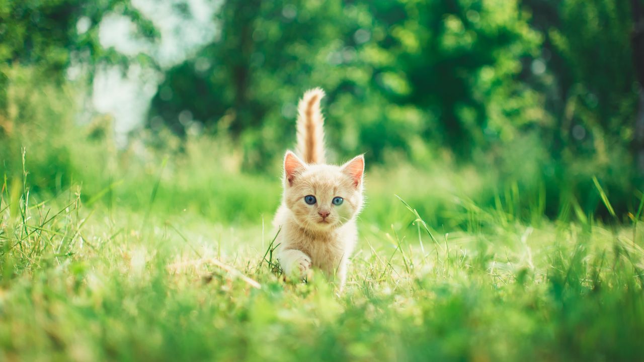 Kitten Cute Kitten