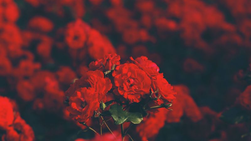 Red flowers Floral