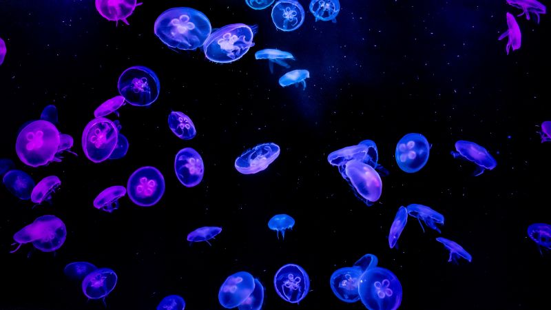 Jellyfishes Blue