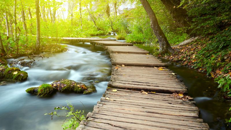 Wooden pier Forest