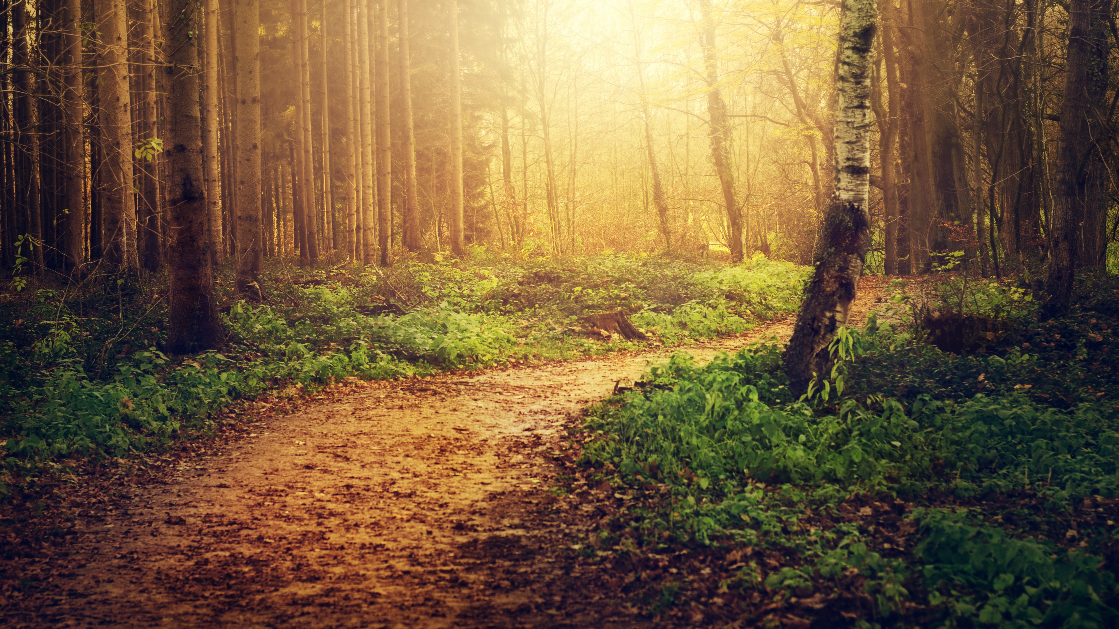 Forest path Sunlight