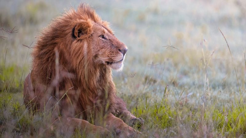 Lion Predator