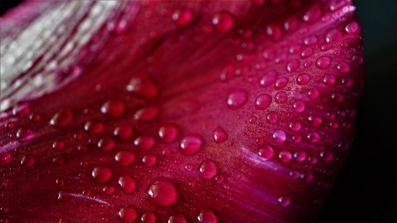 Pink Tulip Petal Tulip flower