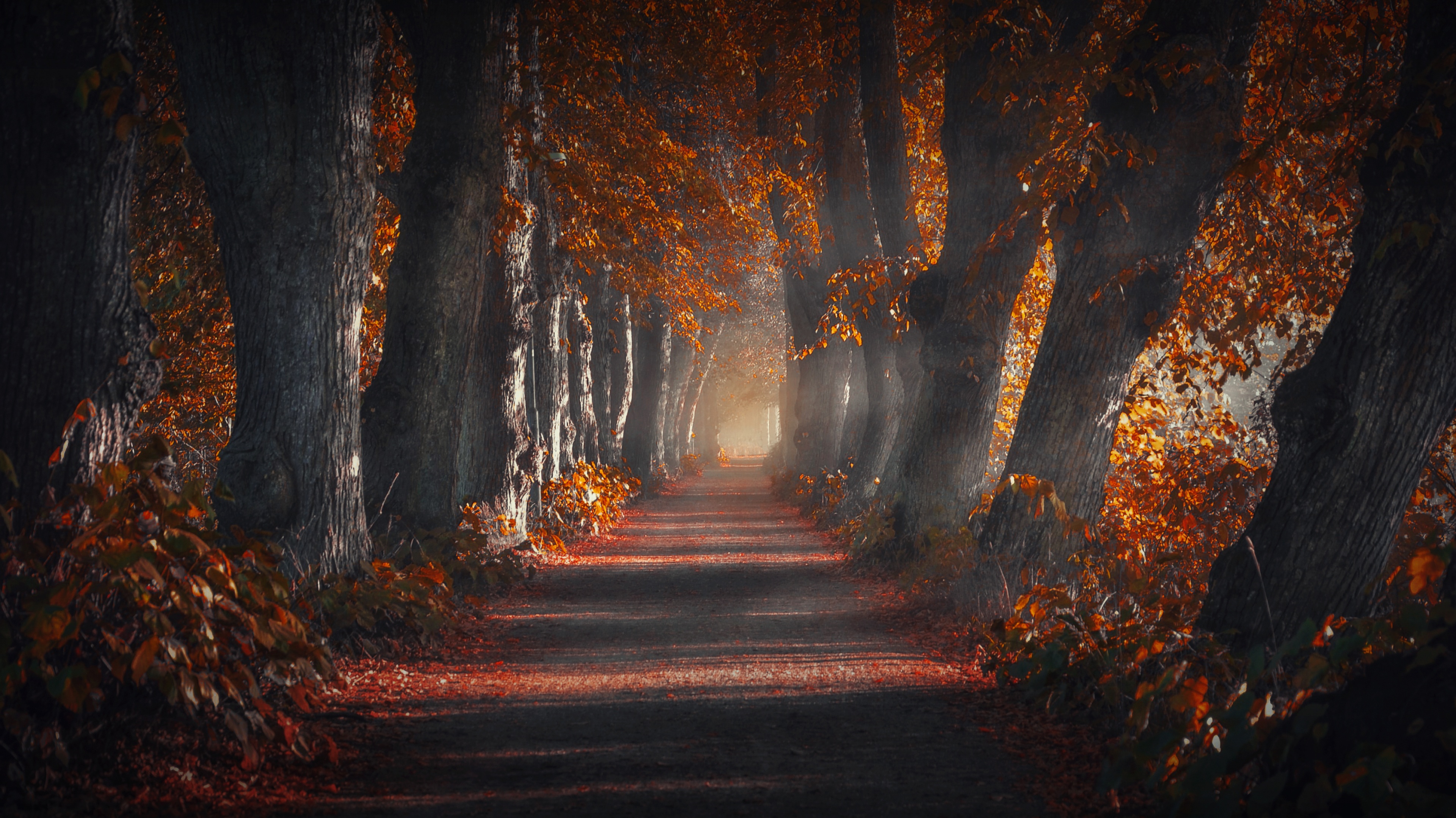 Pathway Forest
