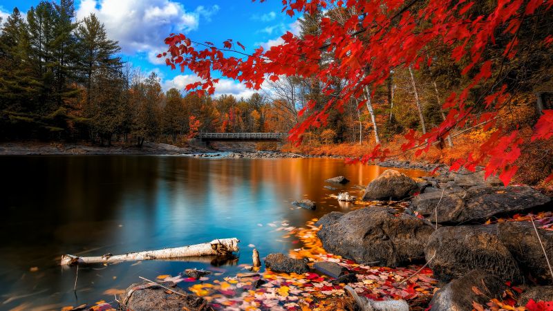 Autumn Forest Landscape