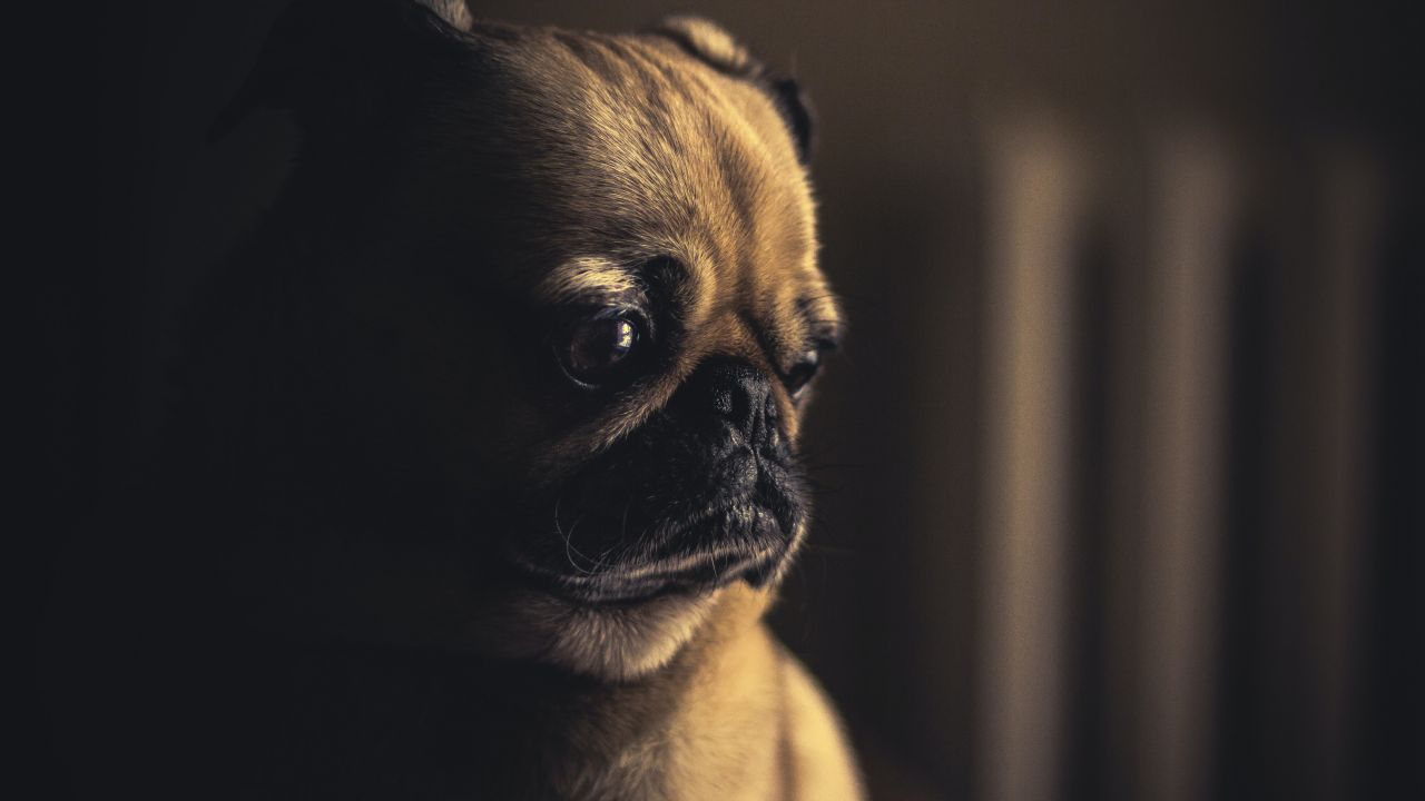 Fawn Pug Pet dog