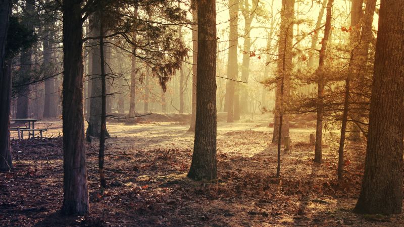 Forest Trees Sunrise