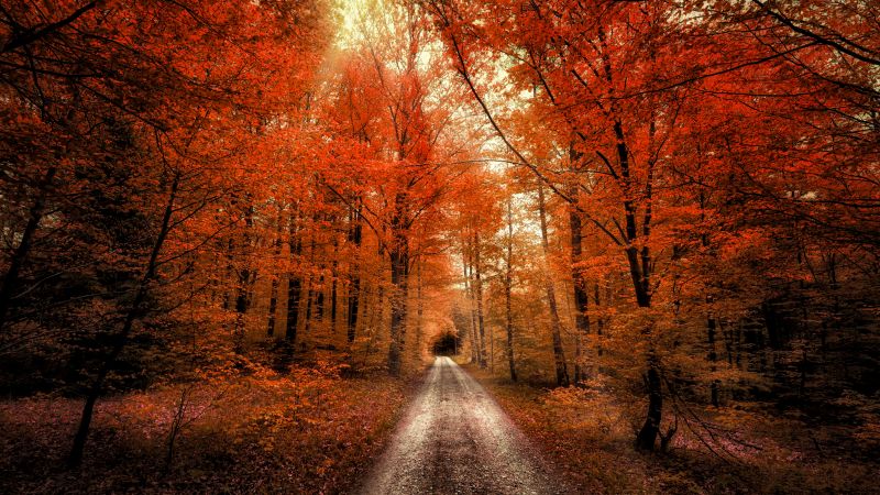 Autumn Forest Passage