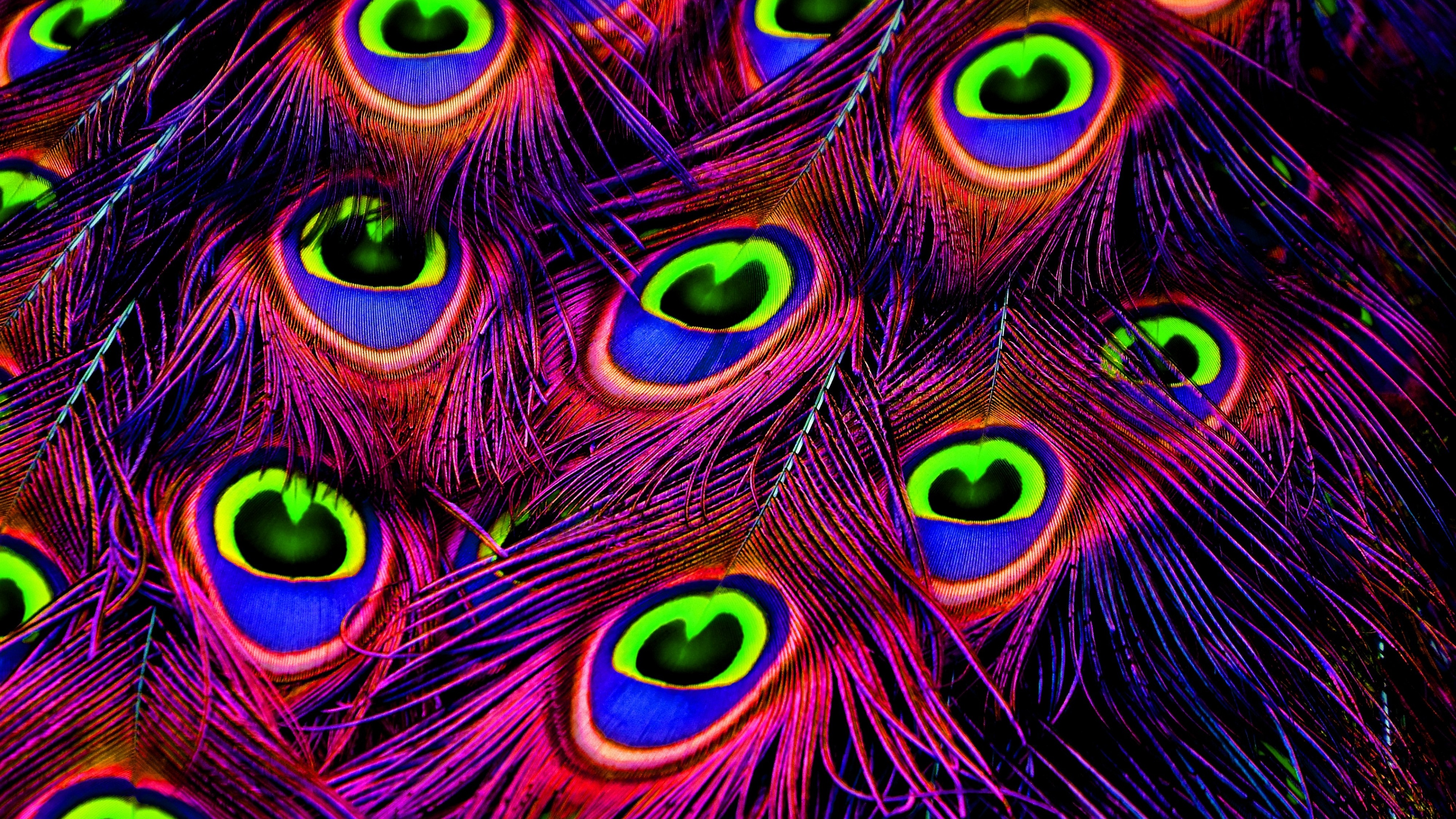 Peacock feather Plumage