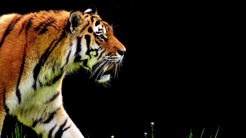 Tiger AMOLED