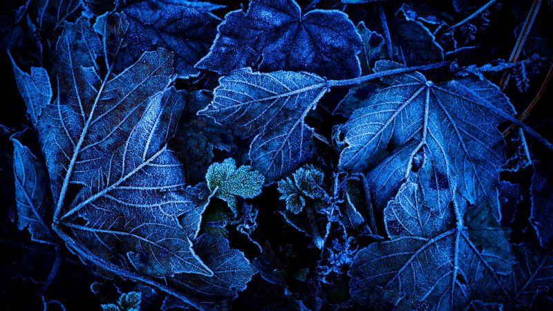Frozen Leaves Foliage